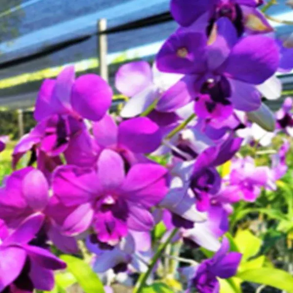 Dendrobium Blue Planet (Dendrobium)