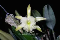 Rhyncholaelia digbyana