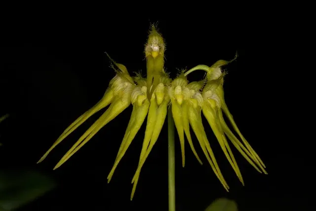 Bulbophyllum pectenveneris x self
