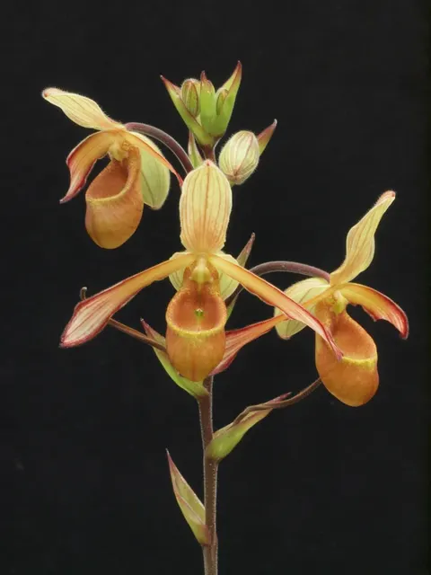 Phragmipedium lindleyanum
