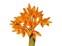 Guarianthe aurantiaca
