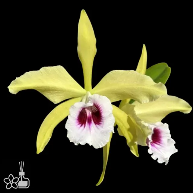 Laelia tenebrosa aurea