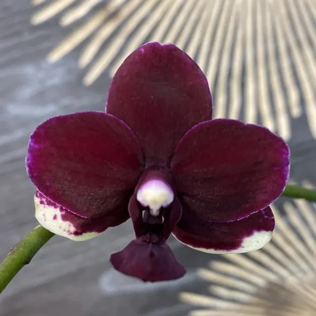 Phalaenopsis Taisuco Micky