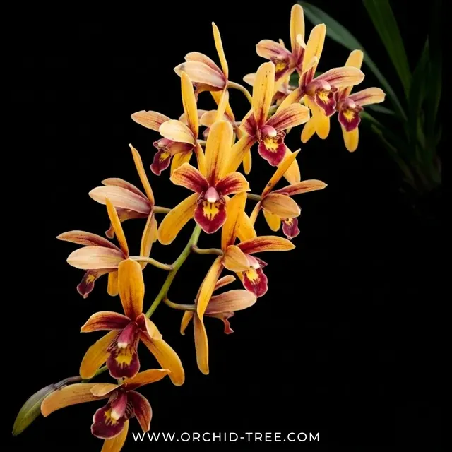 Cymbidium Pakkret Firestrom 'Jerry' (Cymbidium)