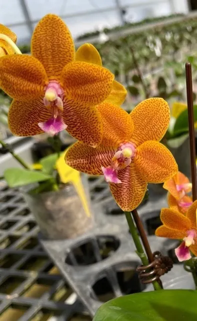 Phalaenopsis MF38- Orange C.