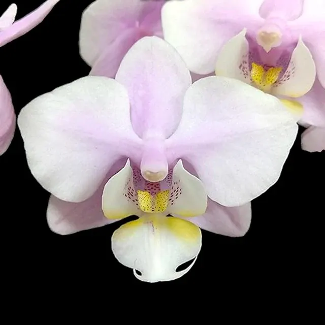 Phalaenopsis Meidarland Spring Vanilla