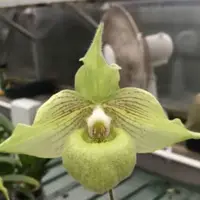 Paphiopedilum Jackii