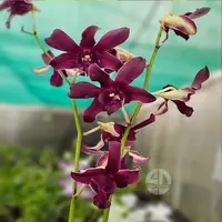 Dendrobium Orchid Mangosteen Mature Bushy Plant- Ready To Flower
