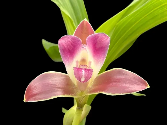Lycaste macrophylla var litensis x 'Camila'