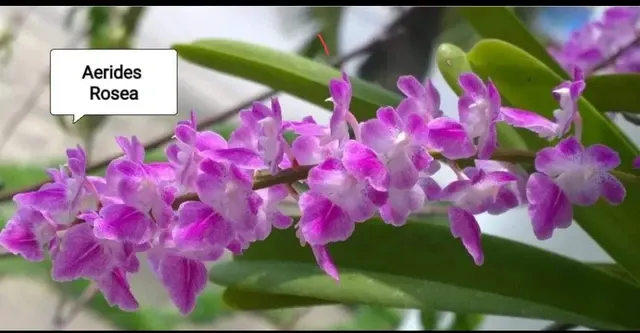 Aerides rosiea (Aerides)
