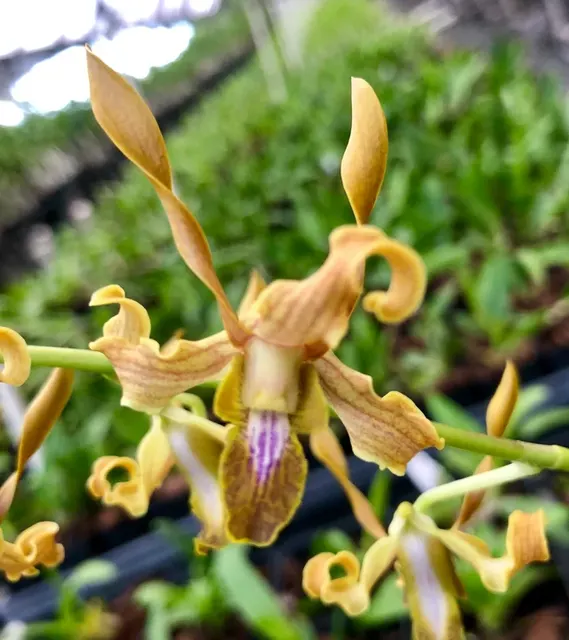 Dendrobium Luwin Park x tangerianum