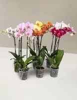 Orchid Confetti Party Pack — Small / Grow Pot / Striking