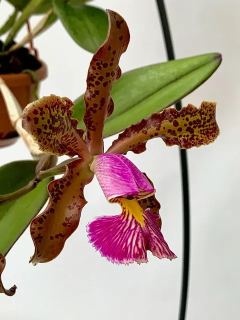 Cattleya schilleriana 'Tipo Caliman'