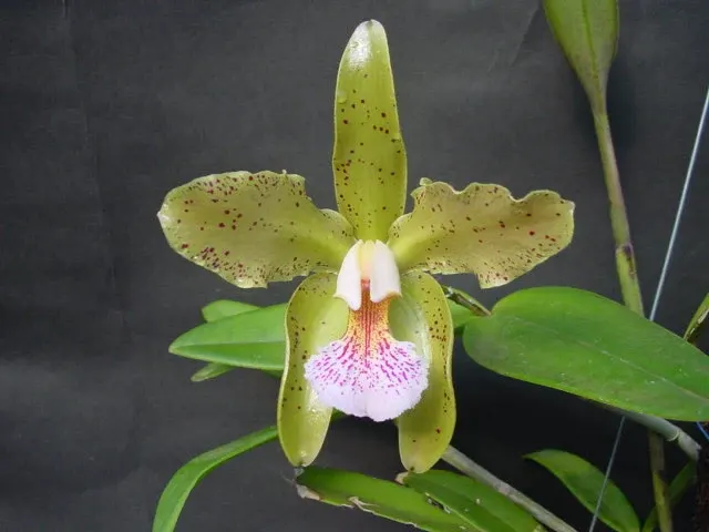 Cattleya granulosa (Cattleya)