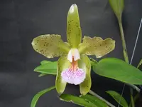 Cattleya granulosa