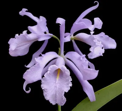 Cattleya maxima var coerulea x self 'Alexandria' (Cattleya)