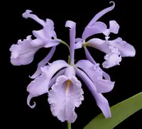 Cattleya maxima var coerulea 'Alexandria' x self