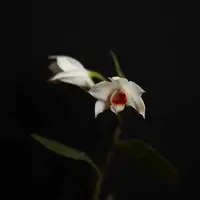 Dendrobium trankimianum