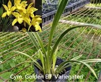 Orchid Seedling 50mm Pot Size - Cymbidium Golden Elf
