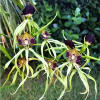 Encyclia Cochleata