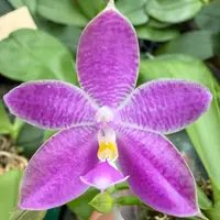 Phalaenopsis Freya’s Blue Heaven
