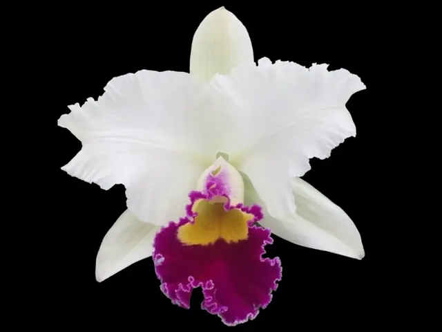 Rhyncholaeliocattleya Good News ‘Yuki’ x (Hawaiian Wish ‘Volcano Queen’ × Pamela Shells ‘Hawaiian Delight’)