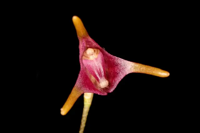 Porroglossum meridionale (Porroglossum)