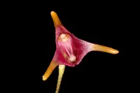 Porroglossum meridionale