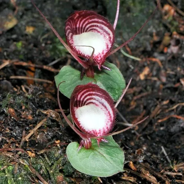 Corybas sinii (Corybas)