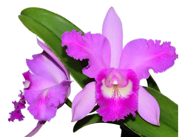 Rhyncholaeliocattleya Maria Brown (Rhyncholaeliocattleya)