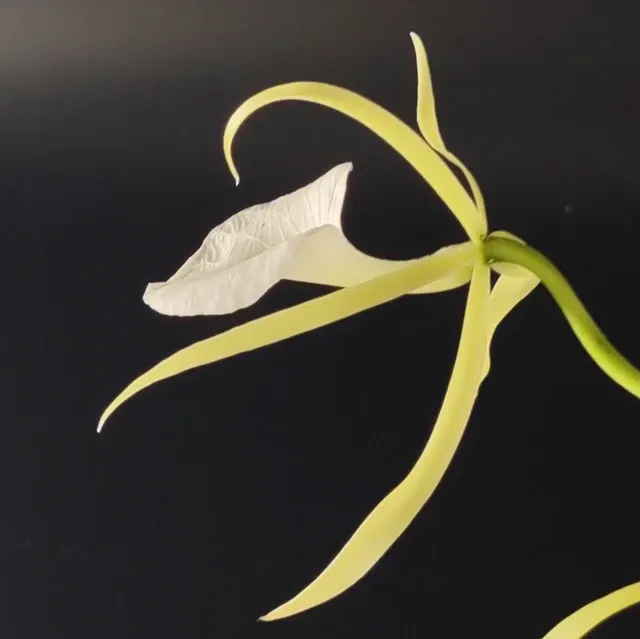 Brassavola nodosa