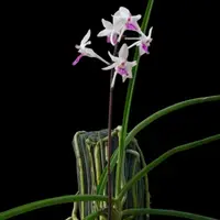 Holcoglossum amesianum x Seidenfadenia mitrata (Holcoglossum Hybrids)