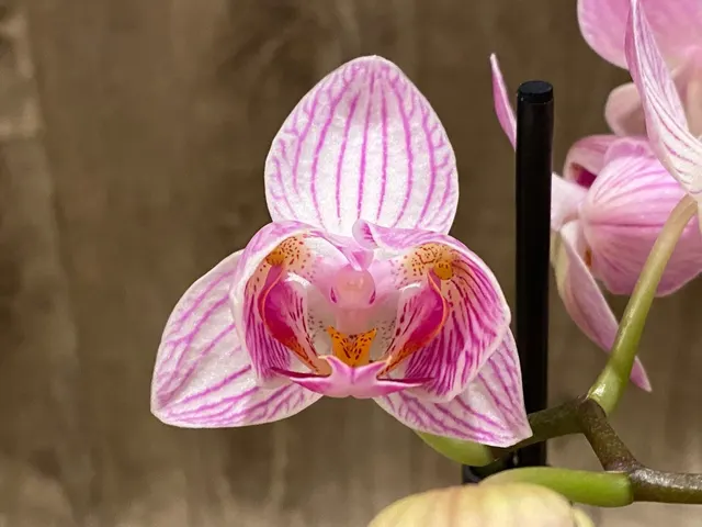 Phalaenopsis I-Hsin Naughty Nora 'Peloric'