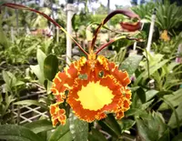 Onc. Mendenhall ‘Hildos’
