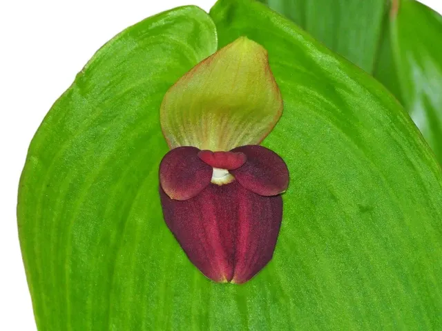 Pleurothallis gargantua (Pleurothallis)