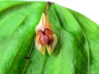 Lepanthes pelyx