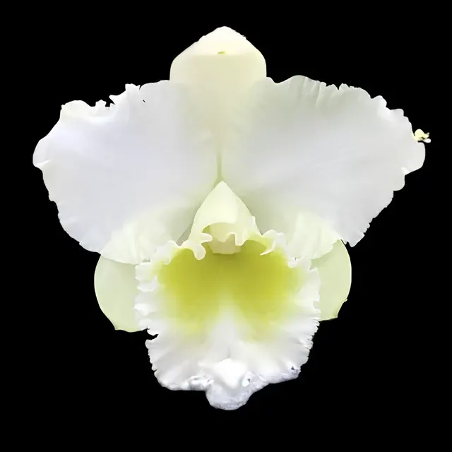 Rhyncholaeliocattleya Kona Beauty 'White' (Rhyncholaeliocattleya)