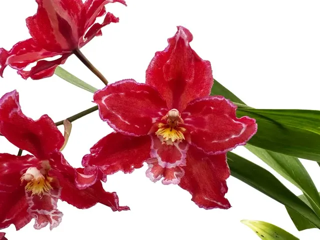 Oncidium Cholita Pauteña (Oncidium)