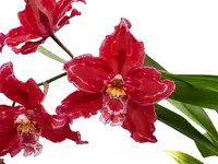 Oncidium Cholita Pauteña