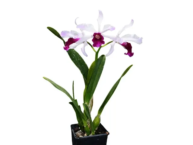Cattleya purpurata f vinicolor x f carnea