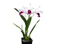 Cattleya purpurata f. vinicolor x f. carnea