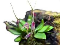 Platystele baqueroi