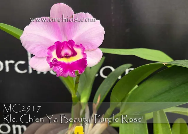 Rhyncholaeliocattleya Chien Ya Beauty 'Purple Rose'