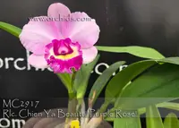 Rlc. Chien Ya Beauty 'Purple Rose' (Aloha Case x Tzeng-Wen Beauty)