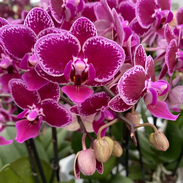 Phalaenopsis Hornglin Vicky