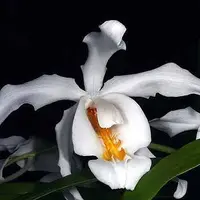Coel. cristata