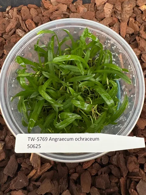 Angraecum ochraceum (Angraecum)