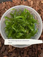 FLASK Angraecum ochraceum