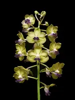 Vandachostylis Pon Washington 'Randy' AM/AOS