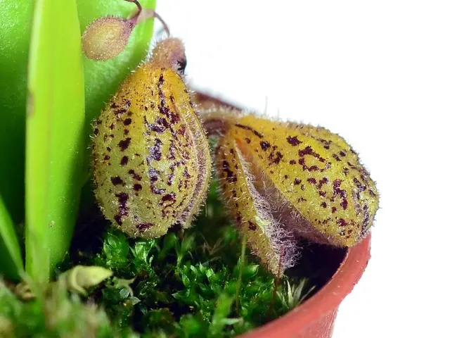 Stelis oscargrouchii (Stelis)